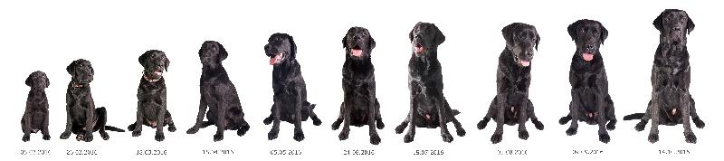 blacklabradorgrowing