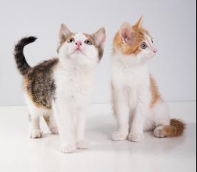 Cats